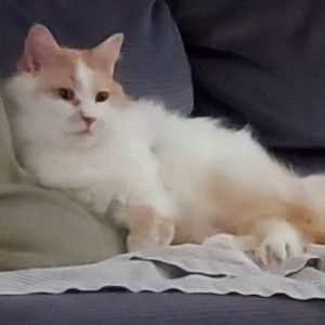 Meet your Posher, Deborah